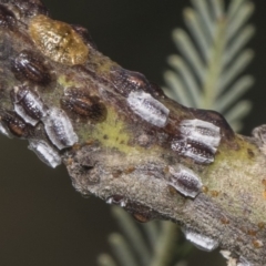 Coccidae sp. (family) (Unidentified coccid scale insect) at Dunlop, ACT - 10 Feb 2019 by AlisonMilton
