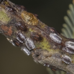 Coccidae sp. (family) at Dunlop, ACT - 10 Feb 2019