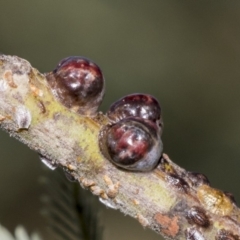 Coccidae sp. (family) (Unidentified coccid scale insect) at The Pinnacle - 10 Feb 2019 by AlisonMilton