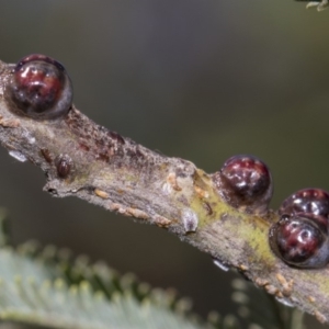 Coccidae sp. (family) at Dunlop, ACT - 10 Feb 2019