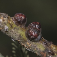 Coccidae sp. (family) at Dunlop, ACT - 10 Feb 2019 11:37 AM