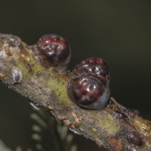 Coccidae sp. (family) at Dunlop, ACT - 10 Feb 2019