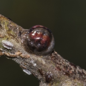 Coccidae sp. (family) at Dunlop, ACT - 10 Feb 2019 11:37 AM