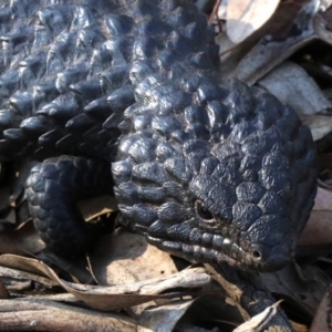 Tiliqua rugosa at Ainslie, ACT - 24 Jan 2019