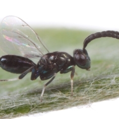 Chalcidoidea (superfamily) (A gall wasp or Chalcid wasp) at Acton, ACT - 10 Feb 2019 by TimL