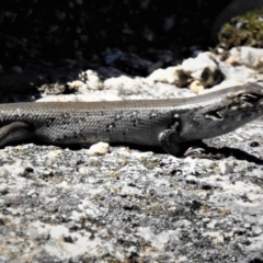 Liopholis whitii (White's Skink) at Booth, ACT - 10 Feb 2019 by JohnBundock