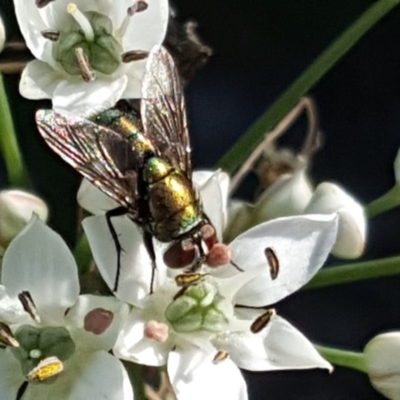 Lucilia sp. (genus) (A blowfly) at Isaacs, ACT - 11 Feb 2019 by Mike