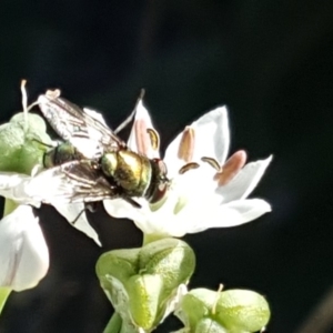 Lucilia sp. (genus) at Isaacs, ACT - 11 Feb 2019 06:05 PM