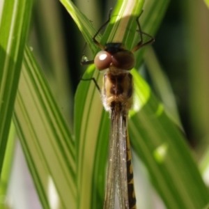 Hemicordulia australiae at Pearce, ACT - 10 Feb 2019