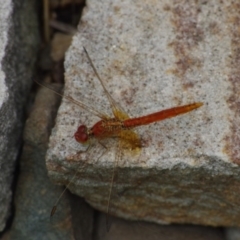 Diplacodes haematodes (Scarlet Percher) at Pearce, ACT - 27 Jan 2019 by kris71311