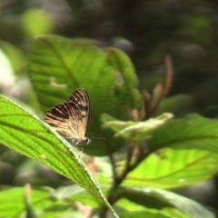 Heteronympha banksii (Banks' Brown) at Tidbinbilla Nature Reserve - 10 Mar 2015 by DPRees125