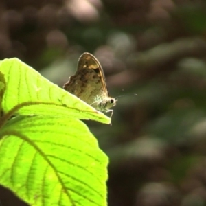 Heteronympha banksii at Paddys River, ACT - 11 Mar 2015