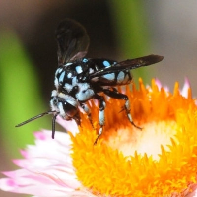 Thyreus caeruleopunctatus (Chequered cuckoo bee) at Acton, ACT - 11 Feb 2019 by Harrisi