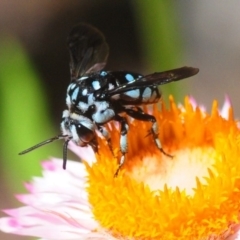 Thyreus caeruleopunctatus (Chequered cuckoo bee) at Acton, ACT - 10 Feb 2019 by Harrisi