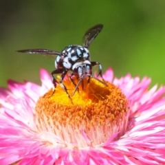 Thyreus caeruleopunctatus at Acton, ACT - 11 Feb 2019