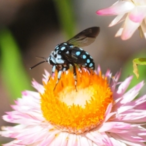 Thyreus caeruleopunctatus at Acton, ACT - 11 Feb 2019