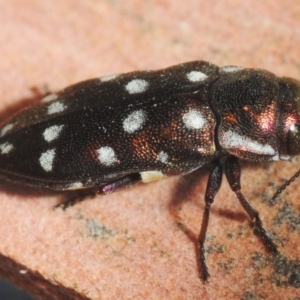 Diphucrania duodecimmaculata at Acton, ACT - 11 Feb 2019 09:55 AM