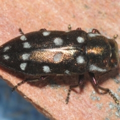 Diphucrania duodecimmaculata at Acton, ACT - 11 Feb 2019 09:55 AM