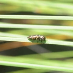 Diphucrania duodecimmaculata at Acton, ACT - 11 Feb 2019