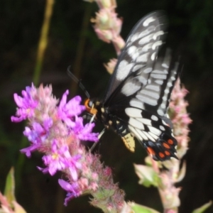 Papilio anactus at Acton, ACT - 11 Feb 2019