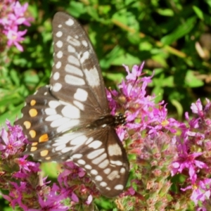 Papilio anactus at Acton, ACT - 11 Feb 2019 09:48 AM