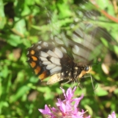 Papilio anactus at Acton, ACT - 11 Feb 2019