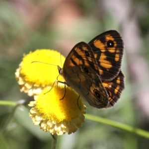 Heteronympha cordace at Paddys River, ACT - 10 Feb 2019 12:38 PM