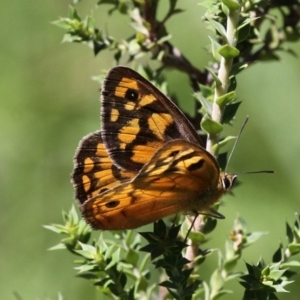 Heteronympha penelope at Paddys River, ACT - 10 Feb 2019 12:46 PM