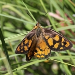 Heteronympha penelope at Paddys River, ACT - 10 Feb 2019 12:46 PM