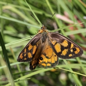 Heteronympha penelope at Paddys River, ACT - 10 Feb 2019 12:46 PM