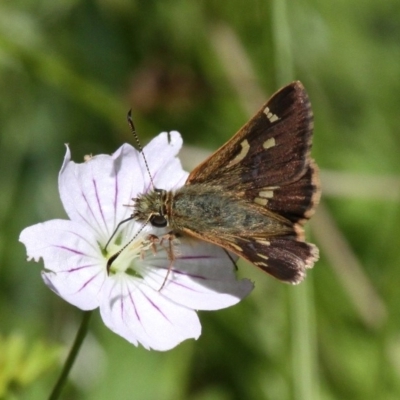 Dispar compacta (Barred Skipper) at Paddys River, ACT - 10 Feb 2019 by HarveyPerkins