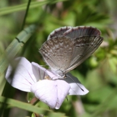 Zizina otis (Common Grass-Blue) at Paddys River, ACT - 10 Feb 2019 by HarveyPerkins