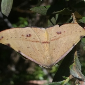 Onycodes traumataria at Cotter River, ACT - 10 Feb 2019