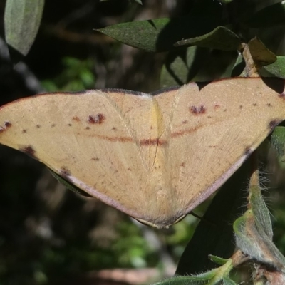 Onycodes traumataria (Small Twisted Moth) at Namadgi National Park - 10 Feb 2019 by HarveyPerkins