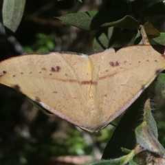 Onycodes traumataria (Small Twisted Moth) at Cotter River, ACT - 10 Feb 2019 by HarveyPerkins