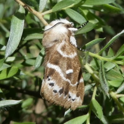 Porela subfasciata (Fasciated Porela) at Namadgi National Park - 10 Feb 2019 by HarveyPerkins