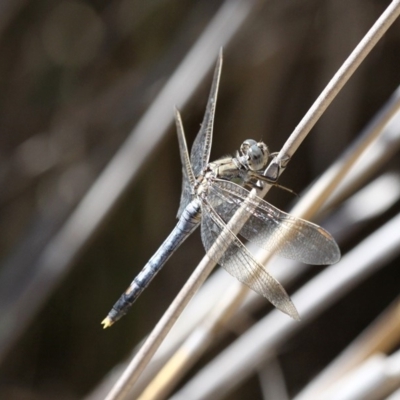 Orthetrum caledonicum (Blue Skimmer) at Paddys River, ACT - 10 Feb 2019 by HarveyPerkins