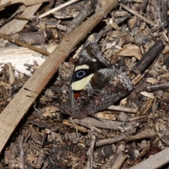 Vanessa itea (Yellow Admiral) at Paddys River, ACT - 10 Feb 2019 by HarveyPerkins