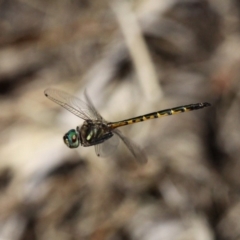 Hemicordulia australiae (Australian Emerald) at Paddys River, ACT - 10 Feb 2019 by HarveyPerkins