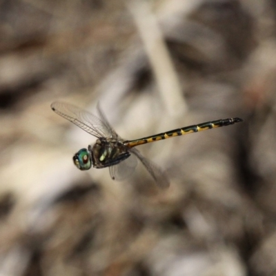 Hemicordulia australiae (Australian Emerald) at Paddys River, ACT - 10 Feb 2019 by HarveyPerkins