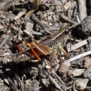 Phaulacridium vittatum at Paddys River, ACT - 10 Feb 2019