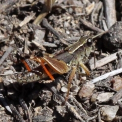 Phaulacridium vittatum (Wingless Grasshopper) at Paddys River, ACT - 10 Feb 2019 by HarveyPerkins
