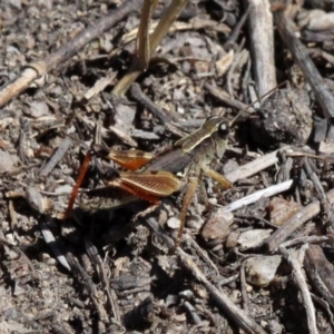 Phaulacridium vittatum at Paddys River, ACT - 10 Feb 2019 03:52 PM