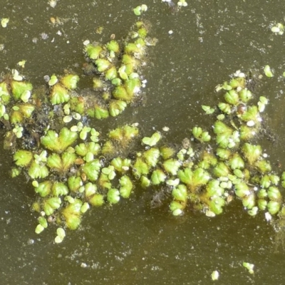 Ricciocarpos natans (Floating Liverwort) at Fyshwick, ACT - 9 Feb 2019 by RWPurdie