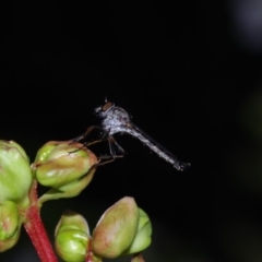 Cerdistus sp. (genus) (Robber fly) at Pearce, ACT - 22 Jan 2019 by kris71311
