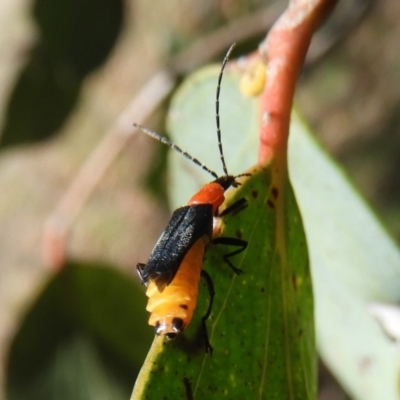 Chauliognathus tricolor (Tricolor soldier beetle) at Namadgi National Park - 11 Feb 2019 by Christine