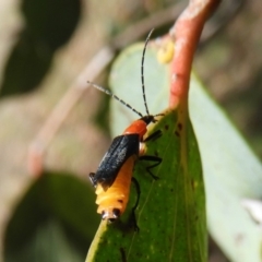 Chauliognathus tricolor (Tricolor soldier beetle) at Booth, ACT - 11 Feb 2019 by Christine