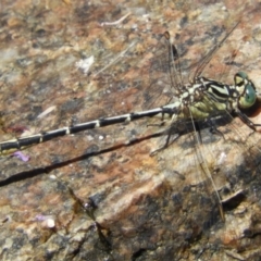 Austrogomphus guerini (Yellow-striped Hunter) at Namadgi National Park - 11 Feb 2019 by Christine