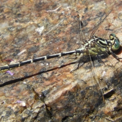 Austrogomphus guerini (Yellow-striped Hunter) at Namadgi National Park - 11 Feb 2019 by Christine