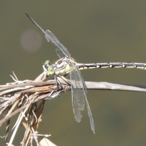 Austrogomphus guerini at Rendezvous Creek, ACT - 11 Feb 2019